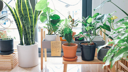 Indoor Plant Keeping: A Guide to Thriving Houseplants